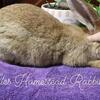 Sandy Flemish Giant Buck