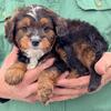 Mini Bernedoodle Enrigue