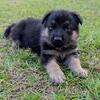 German Shepherd Male Pup