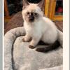 Himalayan/Siamese Kitten