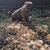 Meet Andromeda Female Cane Corso 1800