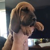 Purebred Bloodhounds