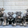 Adorable AKC Mini Schnauzer Puppies