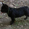 Fluffy French Bulldog