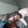 7 micro bully pups 1 boy 5 girls Looking for they forever home