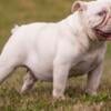 Mature English Bulldog Female (proven)