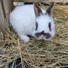 Broken Otter Netherland Dwarf Bunnies 