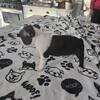 Boston Terrier Puppy