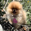 Teddy Bear Pomeranians
