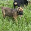 AKC Cane Corso