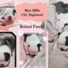 Boston Terrier Puppies for Sale