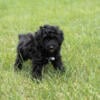 Toy poodle male puppies in Indiana 