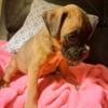 AKC Boxer Puppies with European Bloodlines