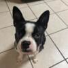 Boston Terrier Puppy