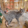 Austin, TX Silver / Charcoal Male Bengal Kittens