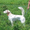 ENGLISH SETTER PUPPIES - Available Sept 30 2026 to forever home