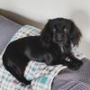 Shih Tzu Mix puppy