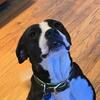 LuLu 1yr old beagle x Boxer