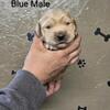 Health tested Golden Retriever puppies