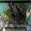 Crested Gecko with tank and accessories