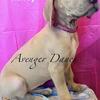 Akc Great Dane puppies