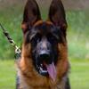 AKC German Shepherd