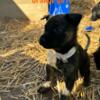 Dutch shepherd puppies