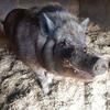 Two male potbelly pigs