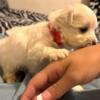 Maltese and Pompoo Puppies