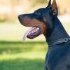 European Doberman Stud