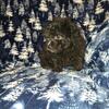 Toy Poodle 