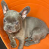 AKC  French bulldog  Adult Female Isabella Lilac adorable