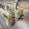 Pekin baby ducklings