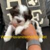 AKC Champion bloodline Havanese puppy,  male