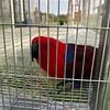 Eclectus parrot ! (Two bonded Pairs ) read the description!!