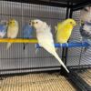 Hagoromo Budgie Parakeet