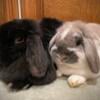 Pedigreed Holland Lop Buck