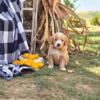 Mini Goldendoodle Puppies