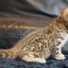 Bengal kittens available to go home forst week of November