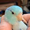 Male pied blue parrotlet