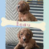 Multigen goldendoodles