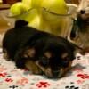 Gorgeous female Chorkie available