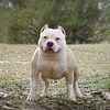 Male American Bully, young adult