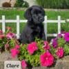 Chesador puppies coming soon ,Labrador and Chesapeake Bay Retriever puppies