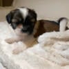 Shih Tzu Puppie- Shadow