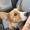 Corgi for rehoming OBO asap
