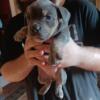 6 week old exotic bullie pup @ NBF