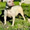 XL American Bully Female - Tri Ticking Lilac