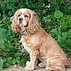 AKC STUD ~ AMERICAN COCKER SPANIEL MERLE GENE