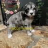 Standard Poodle-Akc- Male and Females